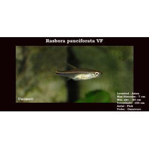 Rasbora pauciperforata VF - Gldelys rasbora