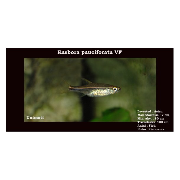 Rasbora pauciperforata VF - Gldelys rasbora