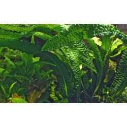 Aponogeton boivinianus, lg