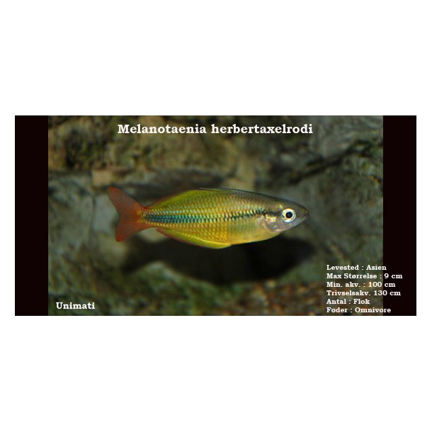 Melanotaenia herbertaxelrodi - Gylden regnbuefisk