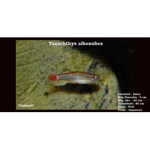 Tanichthys albonubes - Hvid skybjerg