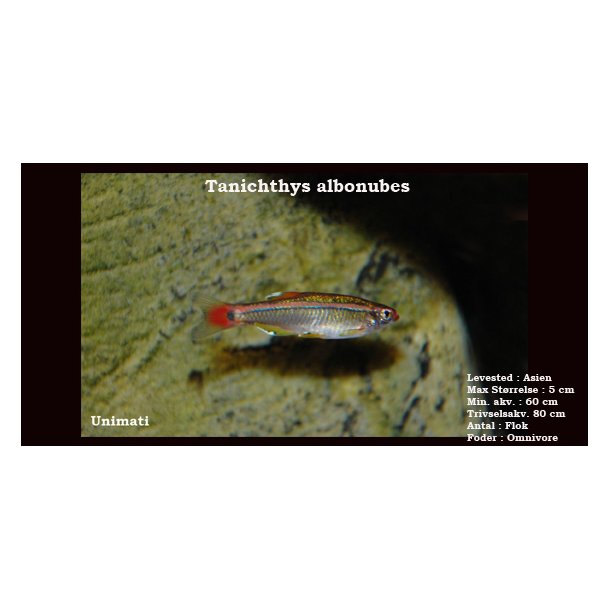 Tanichthys albonubes - Hvid skybjerg