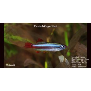 Tanichthys lini - Skybjerg, kulturform
