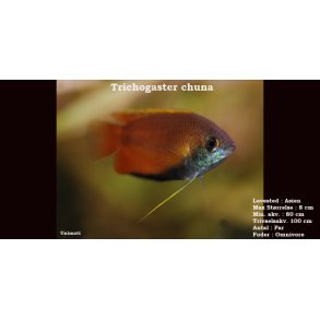Trichogaster chuna - Honninggurami