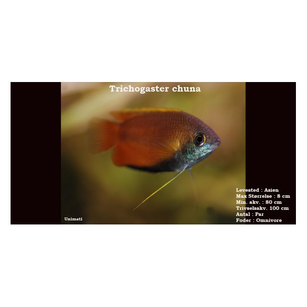 Trichogaster chuna - Honninggurami