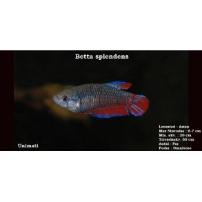 Betta splendens hun