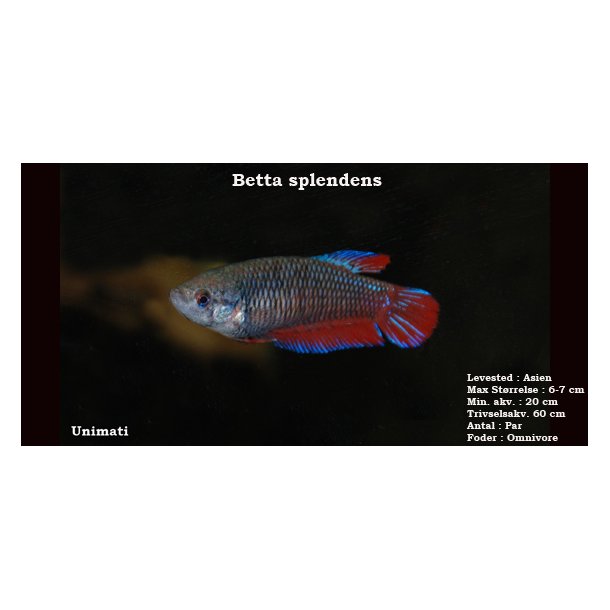Betta splendens hun