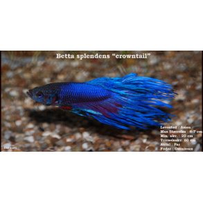 Betta splendens 