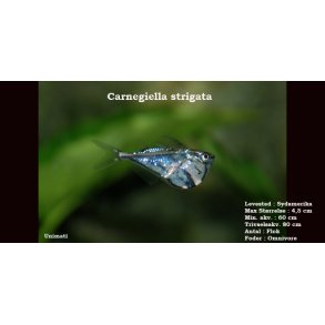 Carnegiella strigata strigata - Marmor ksefisk