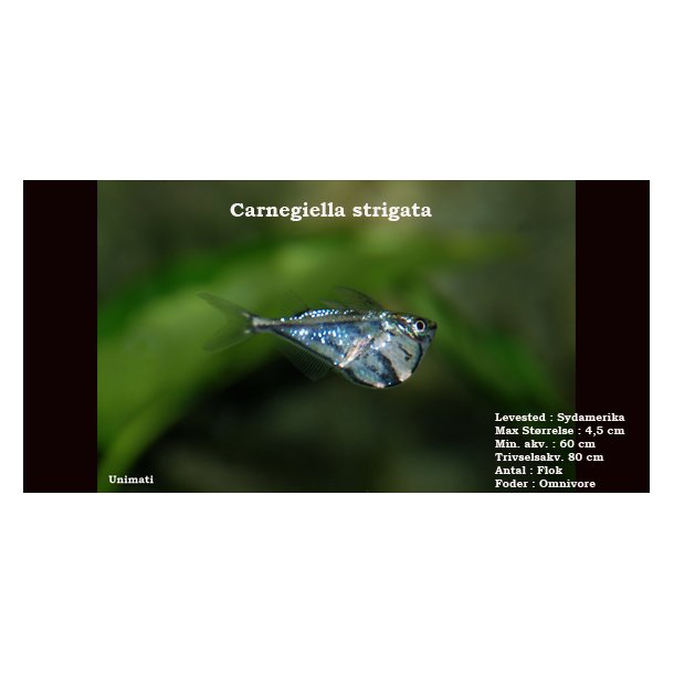 Carnegiella strigata strigata - Marmor ksefisk