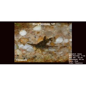 Hara jerdoni VF - Ankermalle