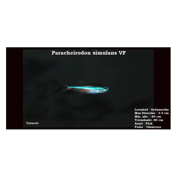 Paracheirodon simulans - Bl neon