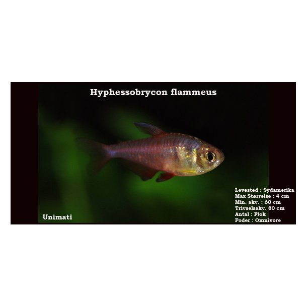 Hyphessobrycon flammeus - Flammetetra