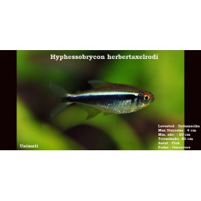 Hyphessobrycon herbertaxelrodi - Sort neon