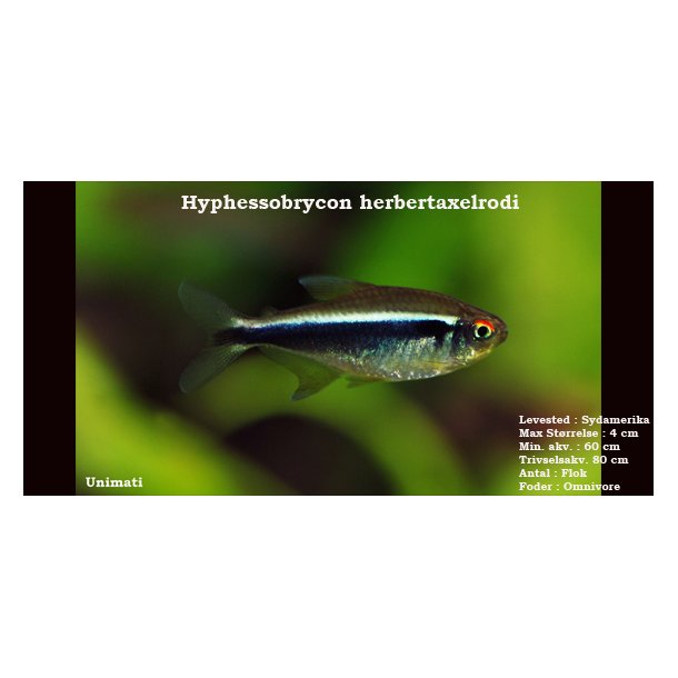 Hyphessobrycon herbertaxelrodi - Sort neon