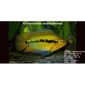Archocentrus multispinosus