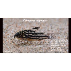 Corydoras napoensis