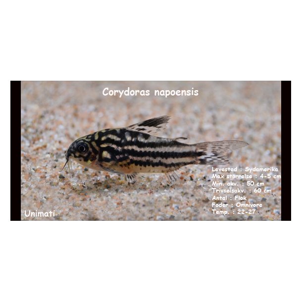 Corydoras napoensis