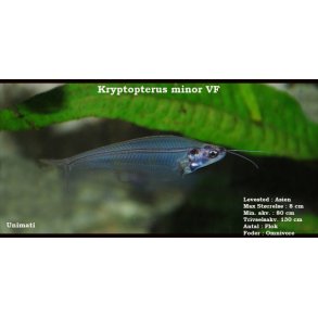 Kryptopterus minor VF - Indisk glasmalle