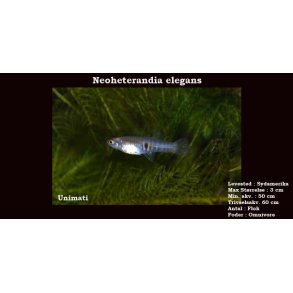 Neoheterandia elegans