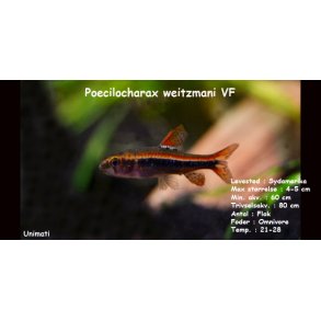 Poecilocharax weitzmani VF