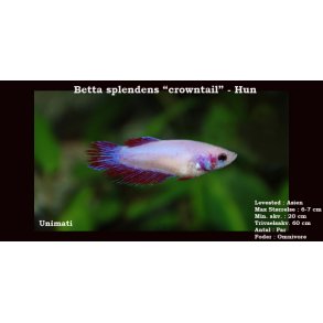 Betta splendens 