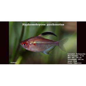 Hyphessobrycon pyrrhonotus VF
