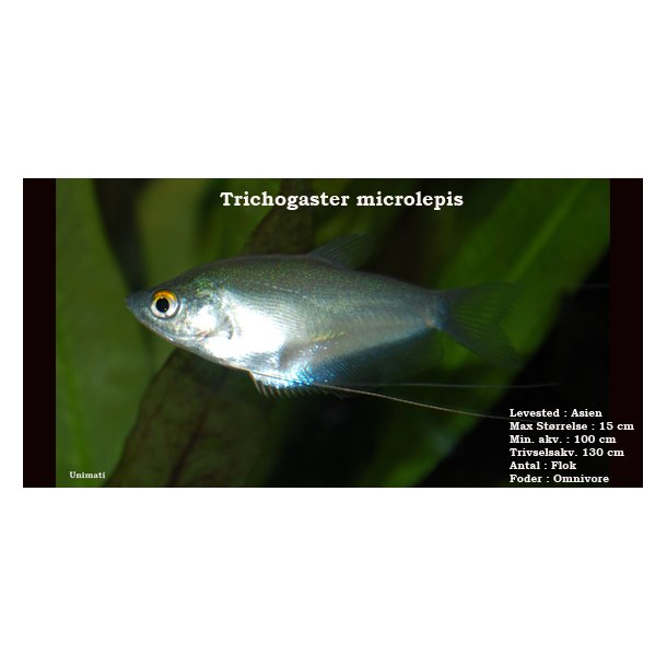 Trichogaster microlepis - Mneskinsgurami