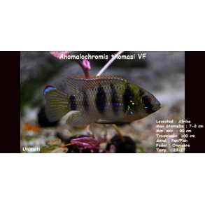 Anomalochromis thomasi