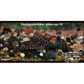 Pterygoplichthys gibbiceps VF