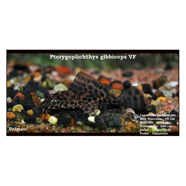 Pterygoplichthys gibbiceps VF