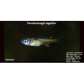 Pseudomugil signifer 