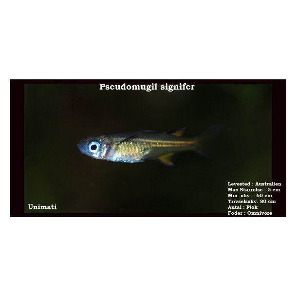 Pseudomugil signifer 