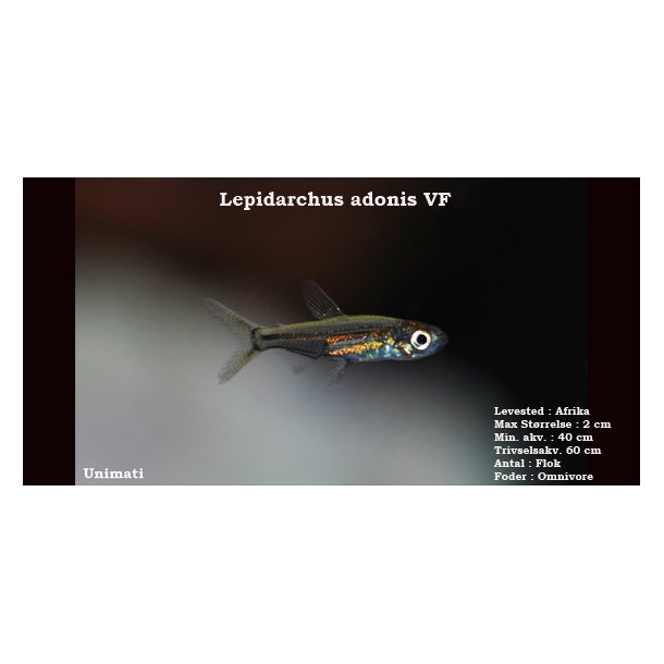 Lepidarchus adonis VF