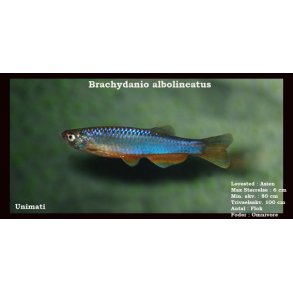 Brachydanio albolineatus - Perledanio