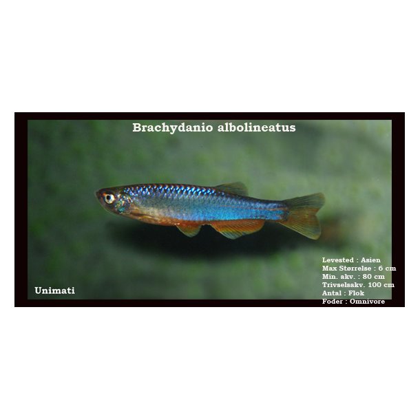 Brachydanio albolineatus - Perledanio