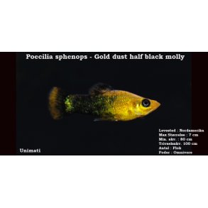 Poecilia sphenops - Gold dust half black molly