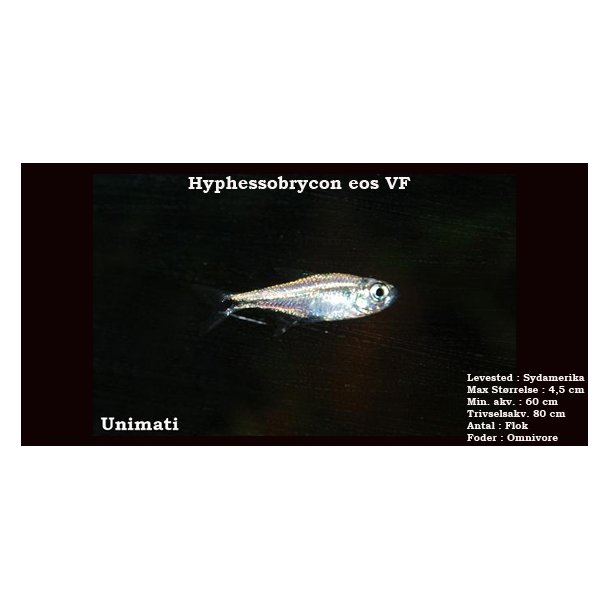 Hyphessobrycon eos VF
