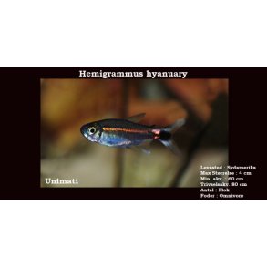 Hemigrammus hyanuary VF - Grn neon