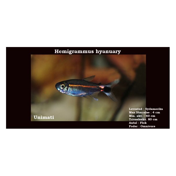 Hemigrammus hyanuary VF - Grn neon