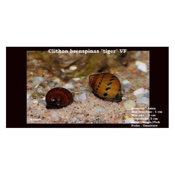 Clithon brenspinas "tiger" VF