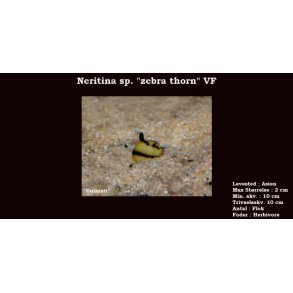 Neritina sp. 