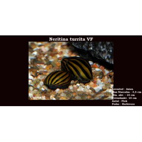 Neritina turrita VF - Zebrasnegl