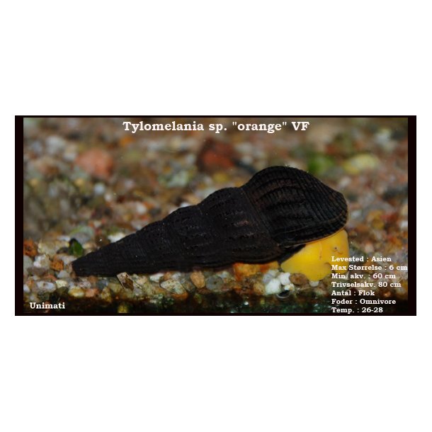 Tylomelania sp. "orange" - Orange elefantsnegl