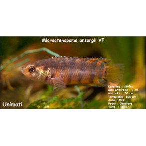 Microctenopoma ansorgii VF