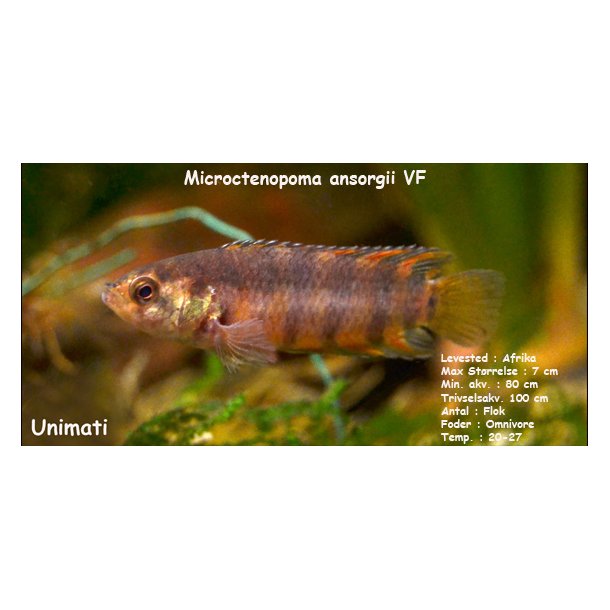 Microctenopoma ansorgii VF