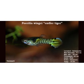 Poecilia wingei 