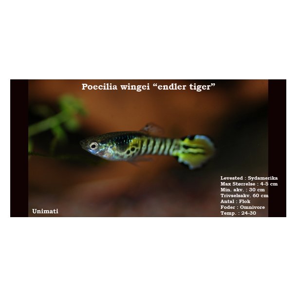 Poecilia wingei "endler tiger"