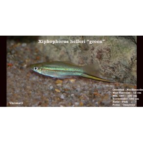 Xiphophorus helleri 