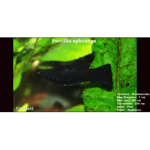 Poecilia sphenops - Sort molly